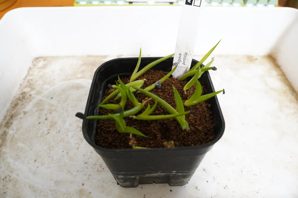 Agave pintilla (アガベ ピンティラ)