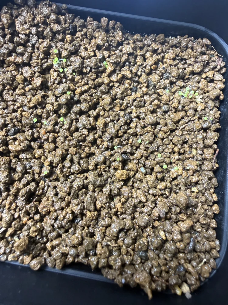 Conophytum burgeri (コノフィツム ブルゲリ)