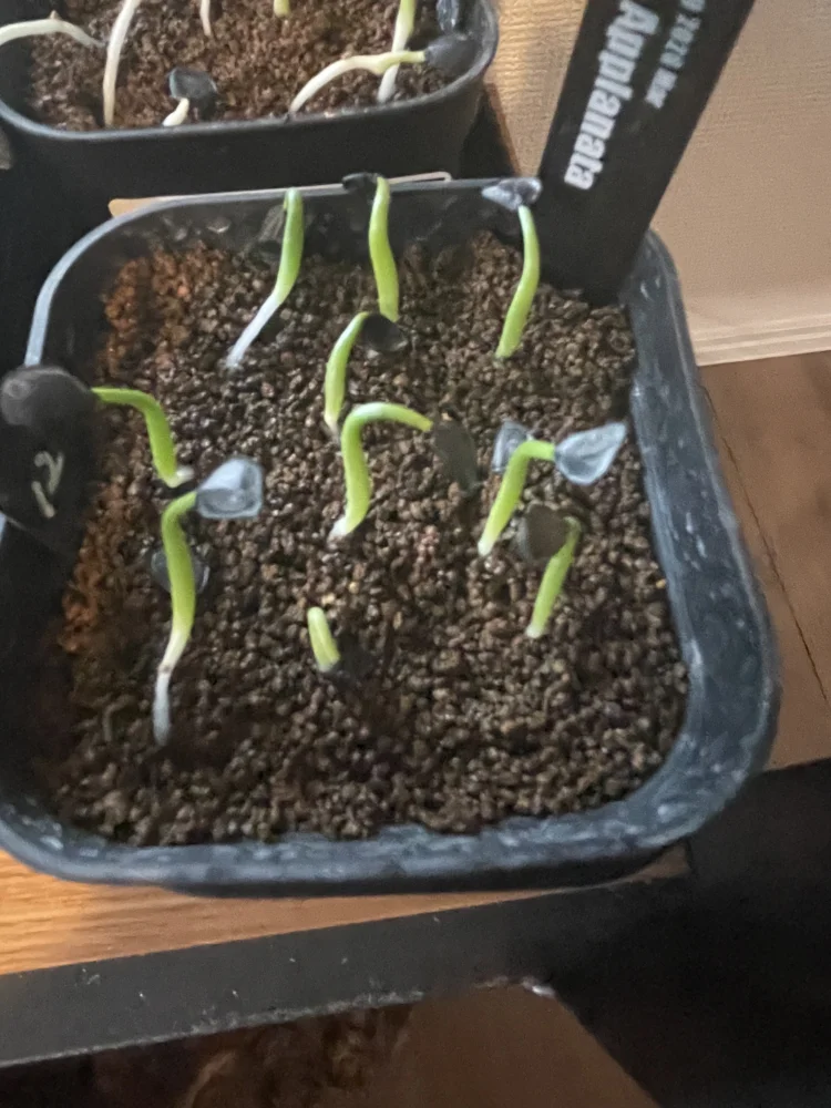 Agave applanata (アガベ アプラナータ)