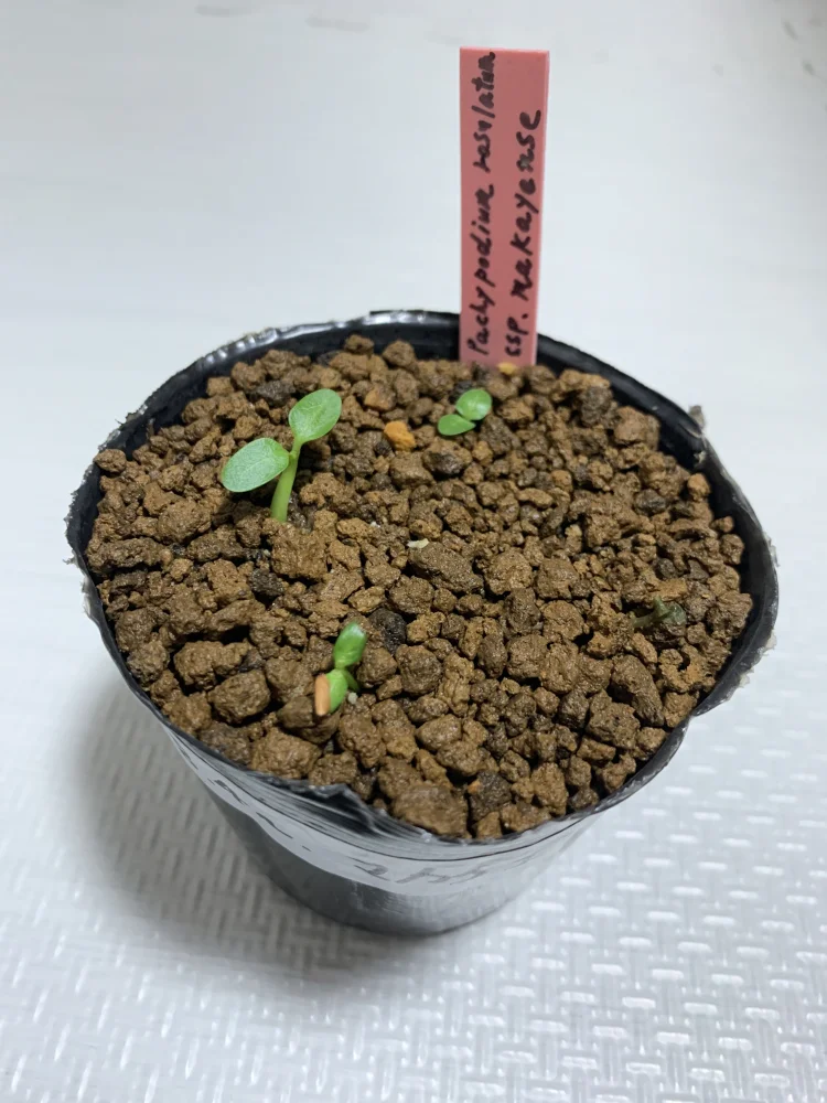 パキポディウム マカイエンセ Pachypodium rosulatum ssp. makayense | 塊根植物 コーデックス 魔界玉 マダガスカル 希少種