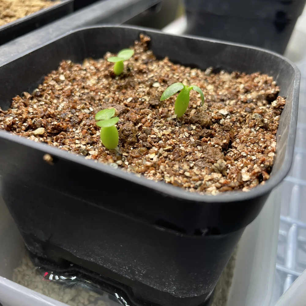 Pachypodium rosulatum var. inopinatum ([プレゼント種子 3月22日まで] パキポディウム イノピナツム)