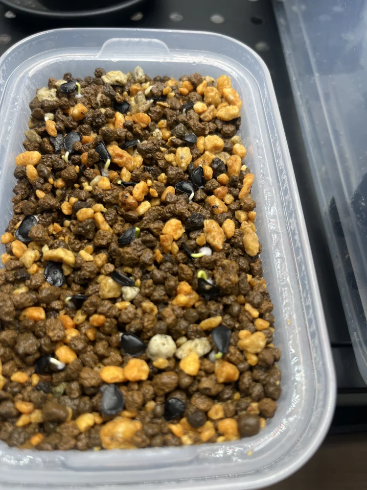 Agave parryi ssp. parryi