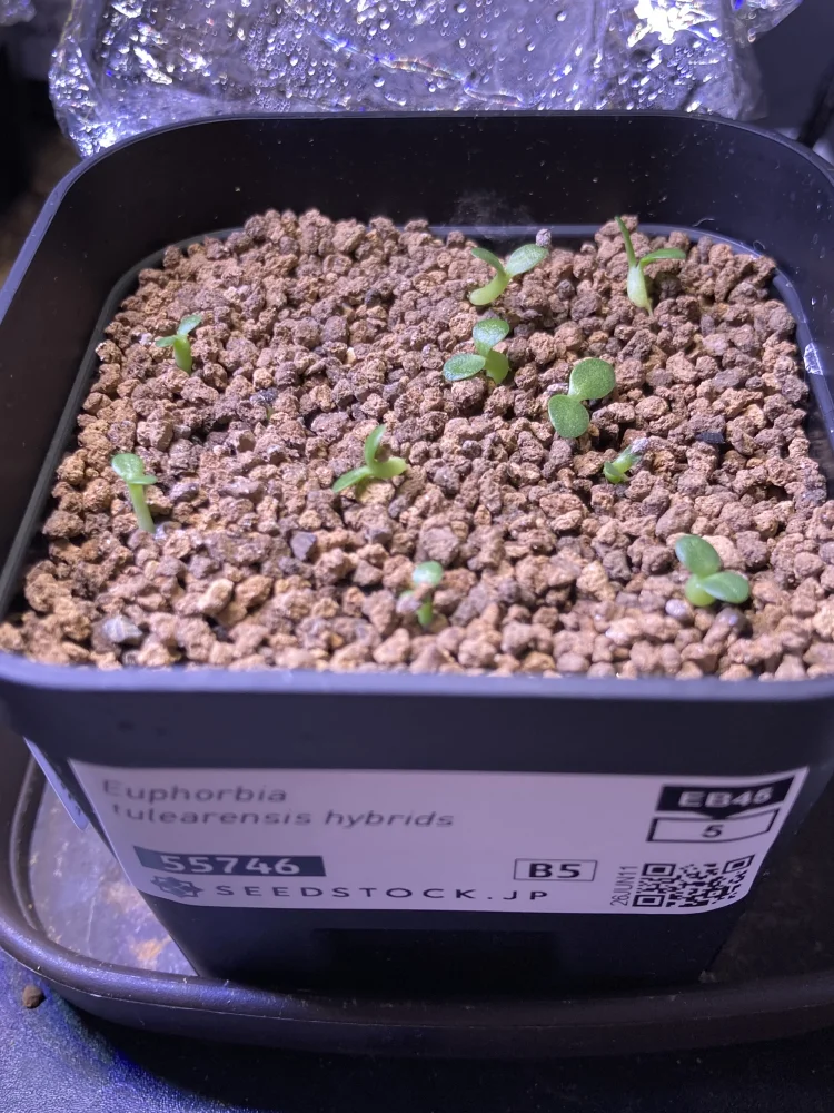 Euphorbia tulearensis hybrids (ユーフォルビア トゥレアレンシス ハイブリッド)