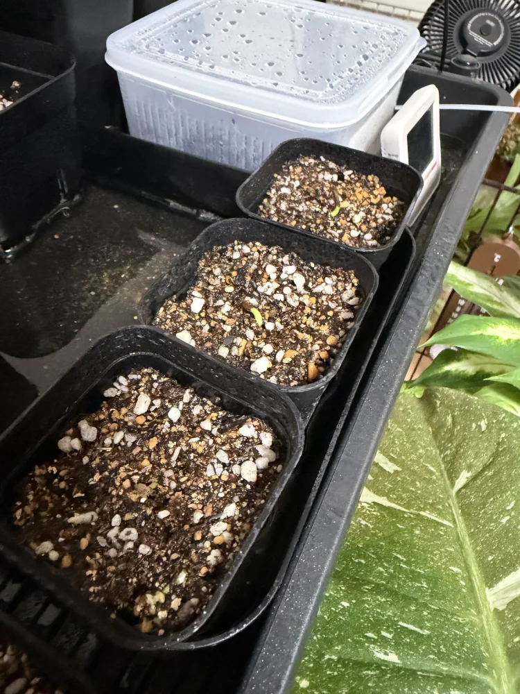 Pachypodium ambongense (パキポディウム アンボンゲンセ)