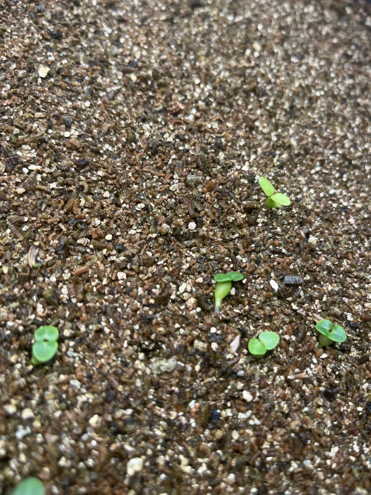 パキポディウム ビスピノーサム Pachypodium bispinosum