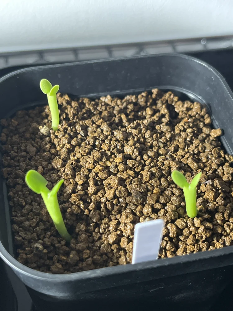 Euphorbia graniticola (ユーフォルビア グラニティコラ)