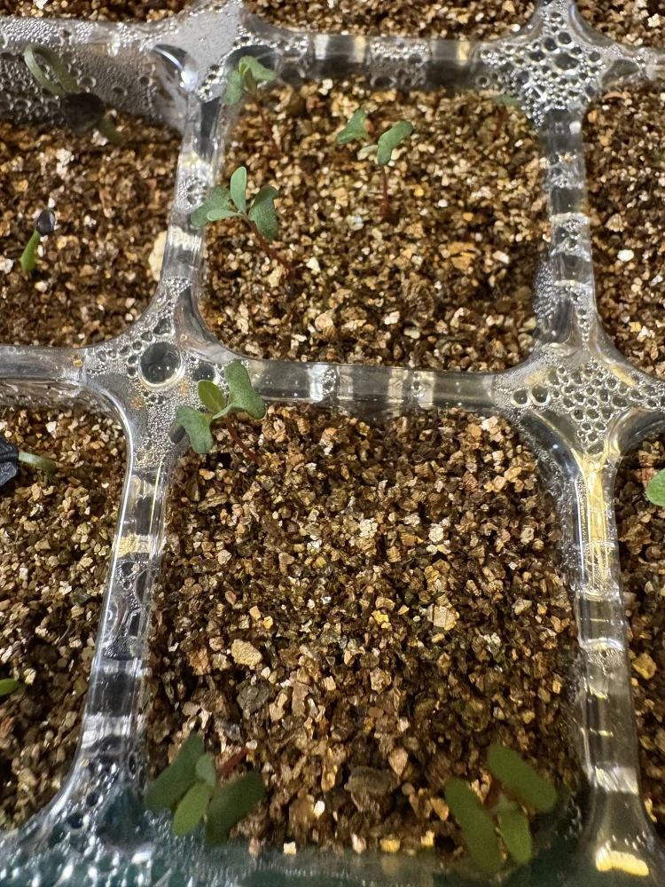 Eucalyptus cinerea (ユーカリ シネレア)