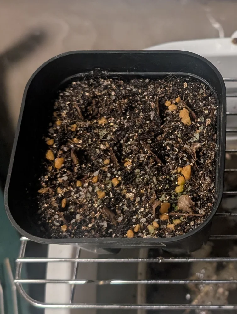 Dioscorea elephantipes (ディオスコレア エレファンティペス)