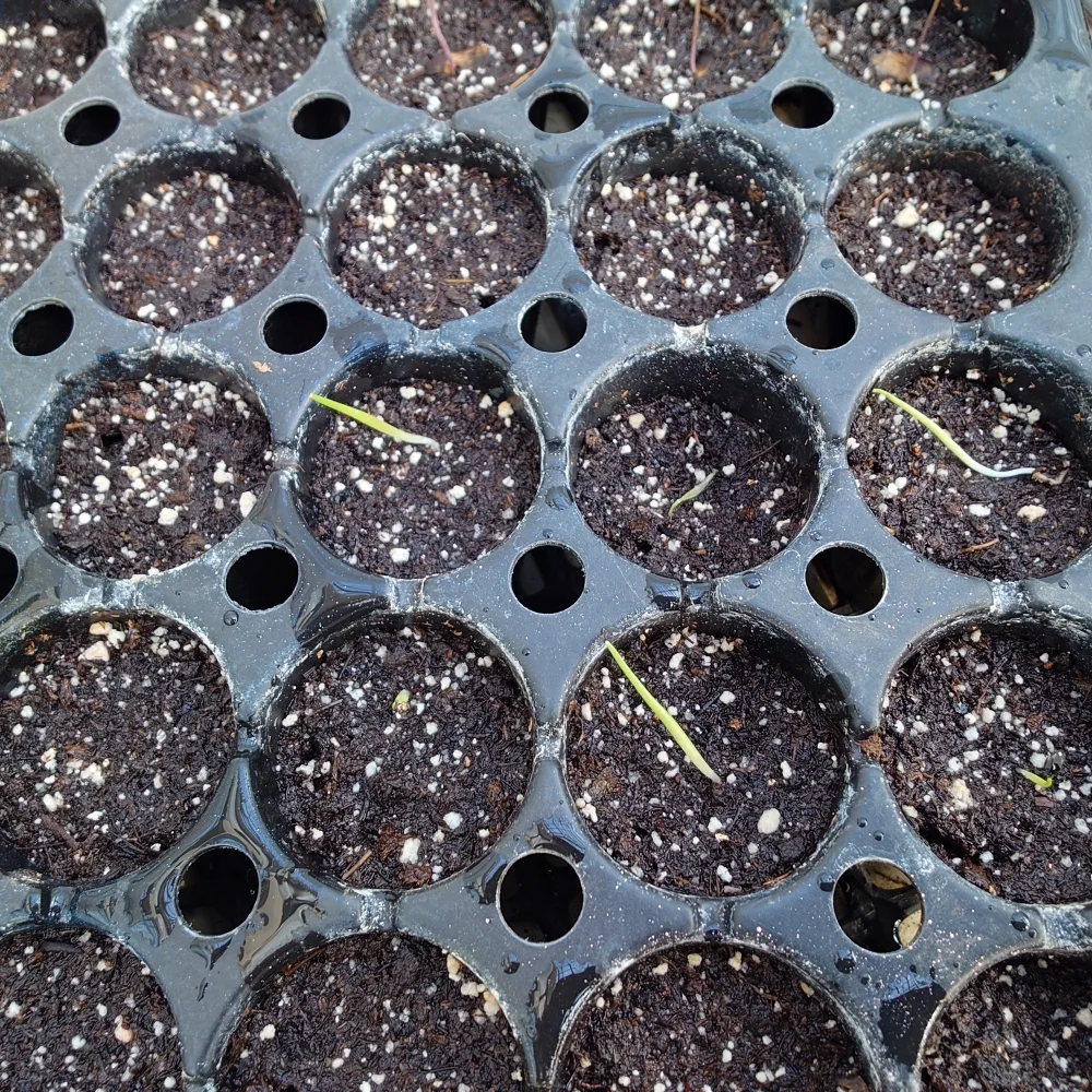 Agave megalodonta (アガベ メガロドンタ)