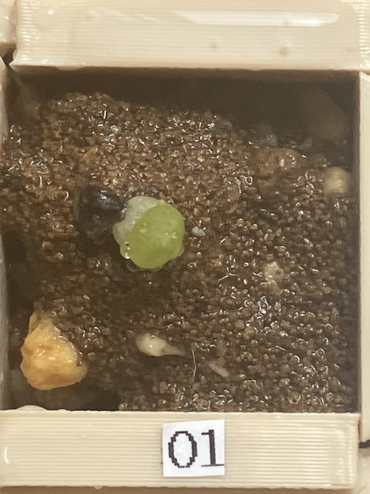 Aloe erinacea var. erinacea (アロエ エリナケア)