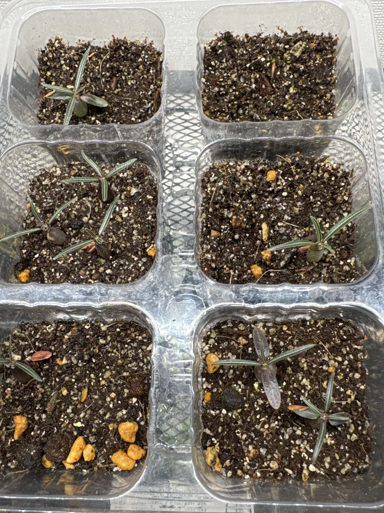 パキポディウム グラキリス Lot.2025H Pachypodium rosulatum var. gracilius Lot.2025H