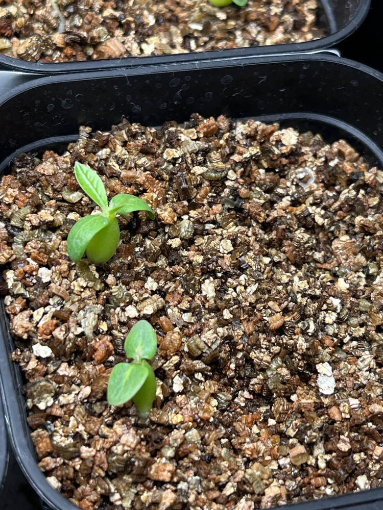 種子専門ショップ 多肉植物・塊根植物・観葉植物 - SEEDSTOCK