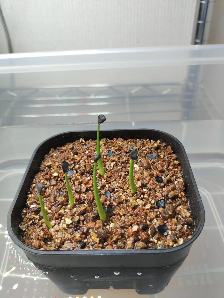 アガベ デザーティ Agave deserti var. deserti