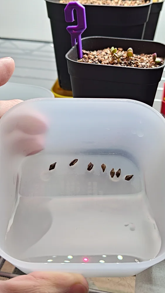 Senna meridionalis (センナ メリディオナリス)