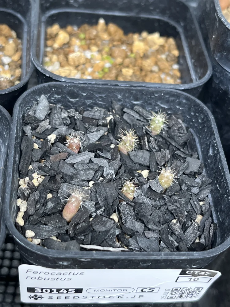 Ferocactus robustus (フェロカクタス ロブスタス)