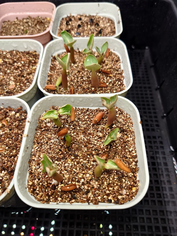 Choco X SPR Adenium Choco X Super red (アデニウム)