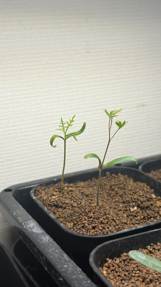 Operculicarya pachypus (オペルクリカリア パキプス)