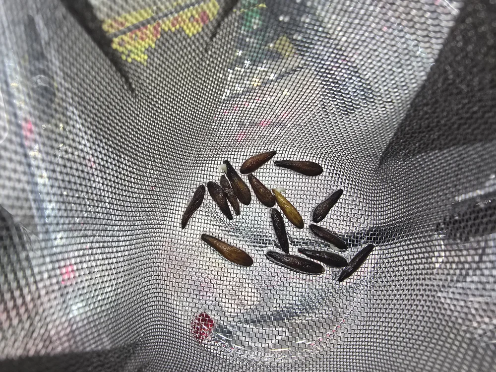 Pachypodium ambongense (パキポディウム アンボンゲンセ)