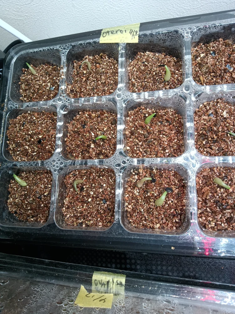 アガベ オテロイ Agave oteroi Lot.2025L