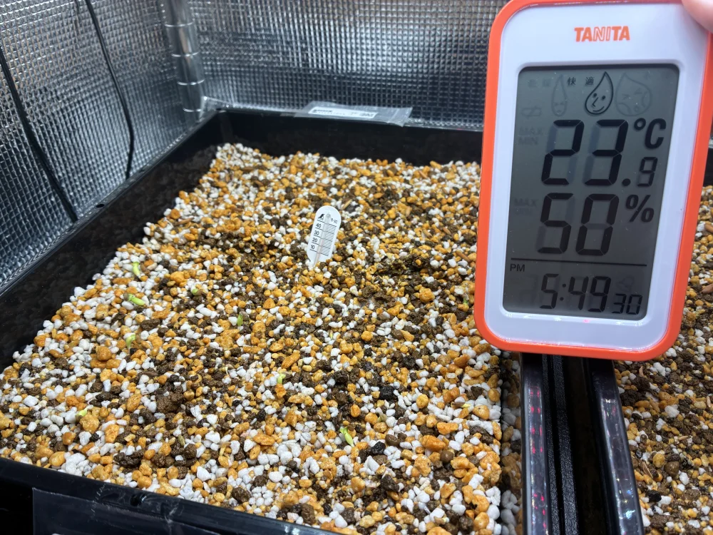 Pachypodium succulentum (パキポディウム サキュレンタム 天馬空)