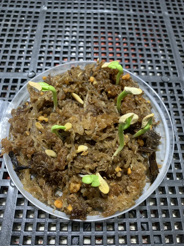 Pachypodium lamerei Fiherense (パキポディウム フィヘレンセ)