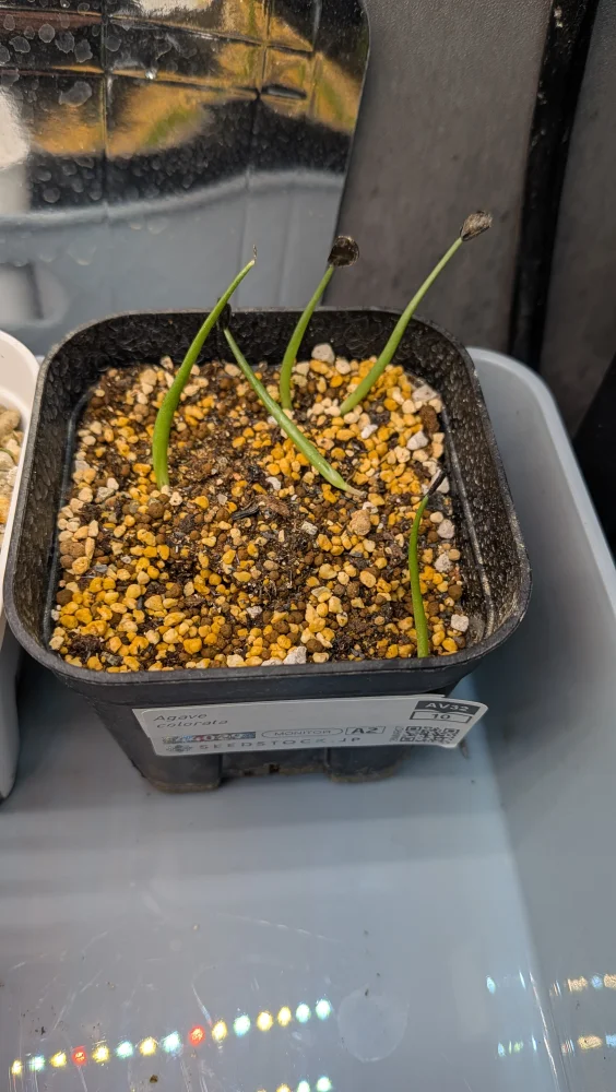 Agave colorata (アガベ コロラータ)