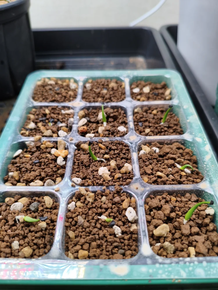 Agave utahensis ssp. utahensis 'Compacta' (アガベ ユタエンシスコンパクタ)