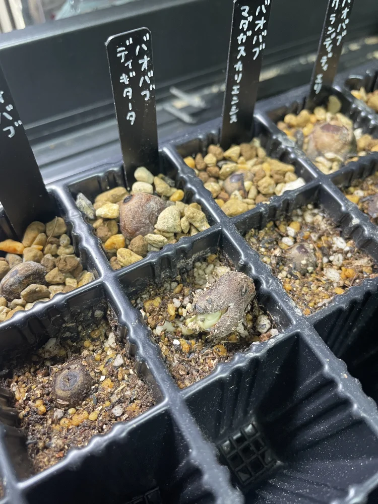 Adansonia digitata (アダンソニア（バオバブ） ディギタータ)