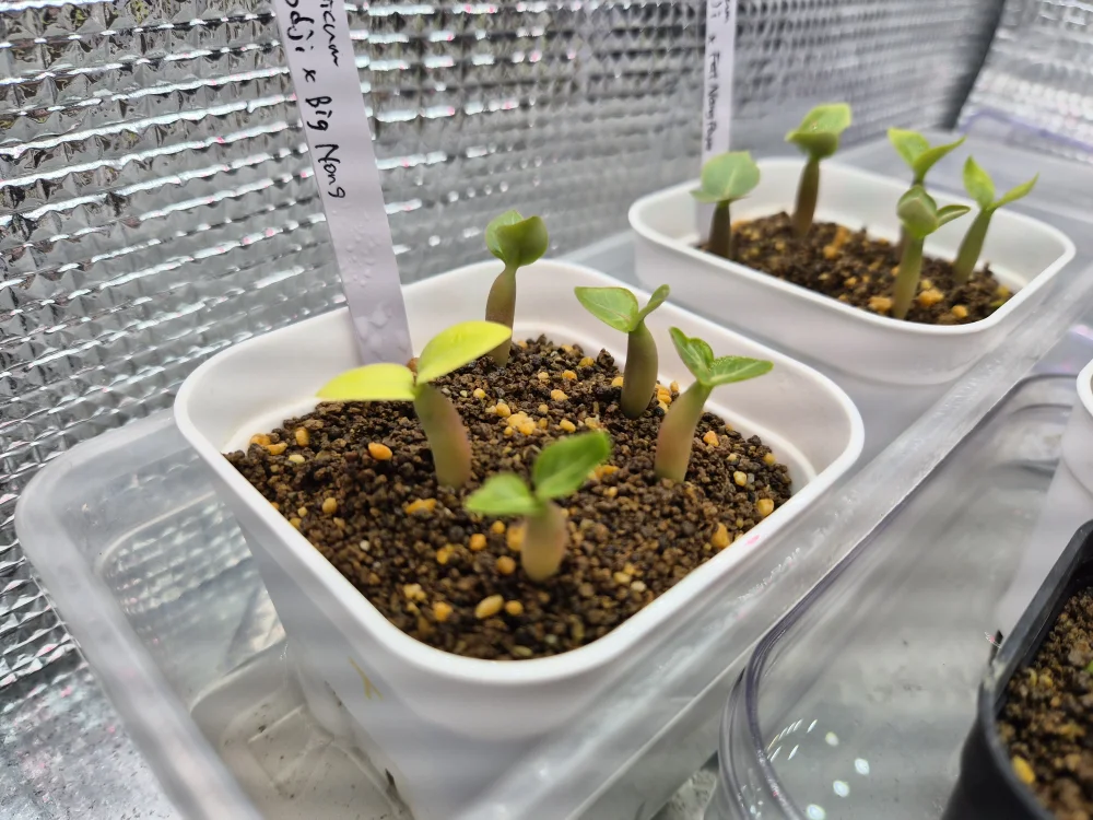 x (アデニウム ゴッジ)