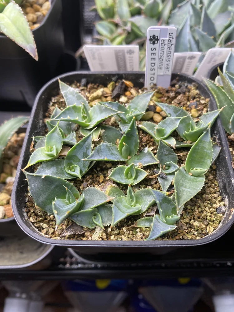  アガベ エボリスピナ Agave utahensis var. eborispina