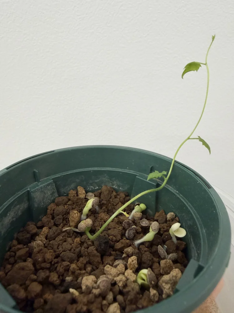 Kedrostis africana (ケドロスティス アフリカーナ)