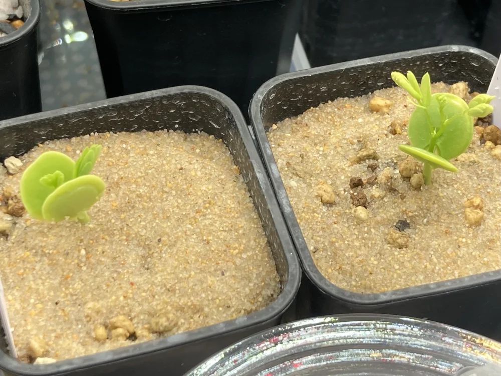 Acacia burkei (アカシア ブルケイ)