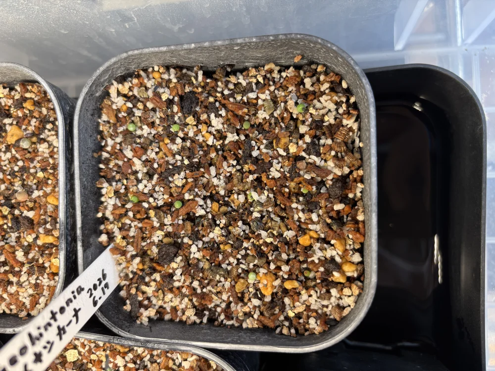 Geohintonia mexicana (ジオヒントニア メキシカーナ)