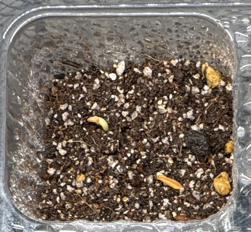 パキポディウム グラキリス Lot.2025H Pachypodium rosulatum var. gracilius Lot.2025H