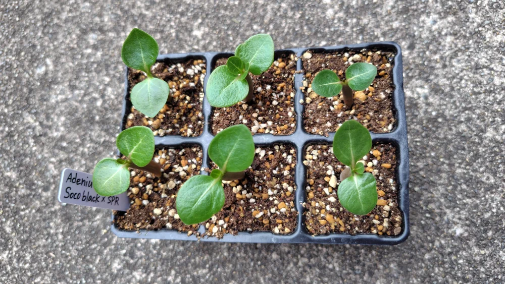 X SPR Adenium Soco black X SPR (アデニウム ソコ ブラック)