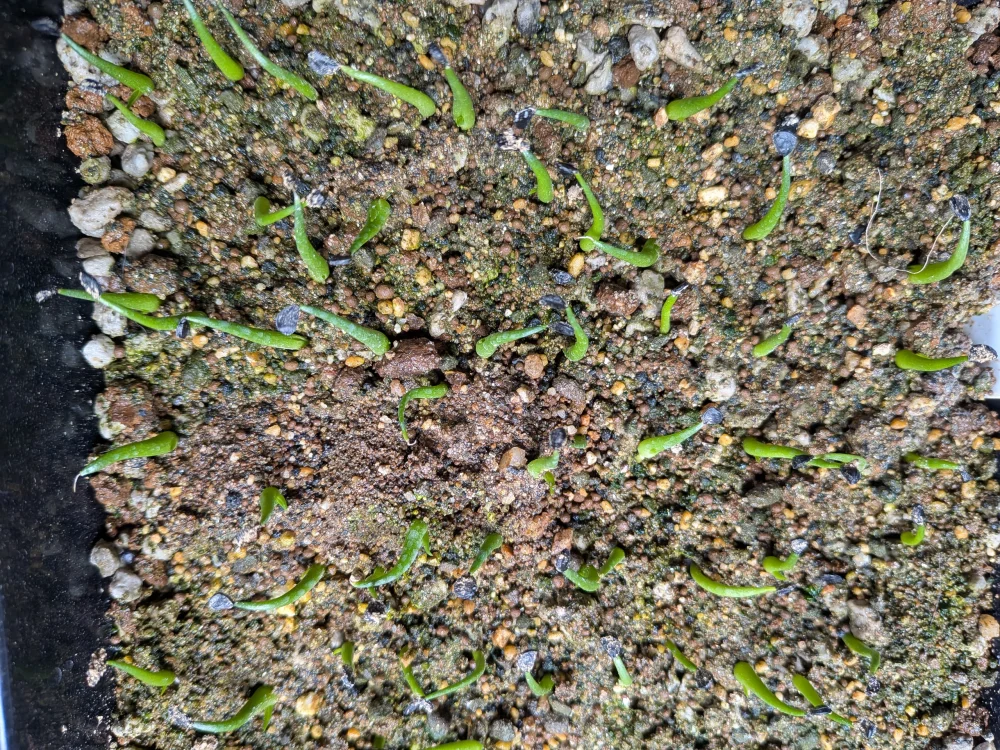 Agave utahensis var. eborispina (アガベ エボリスピナ)