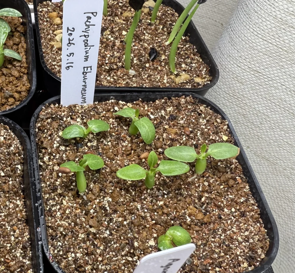 Pachypodium rosulatum var. eburneum (パキポディウム エブレネウム)