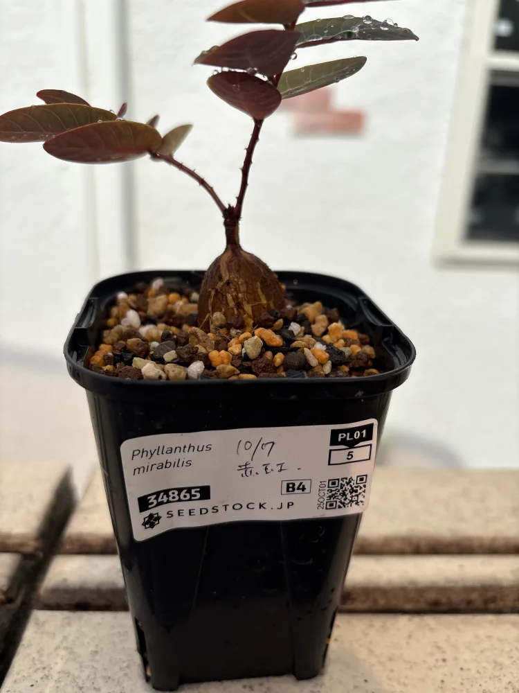フィランサス ミラビリス Phyllanthus mirabilis