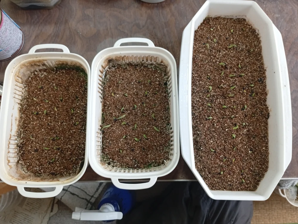 Agave oteroi Lot. (アガベ オテロイ)