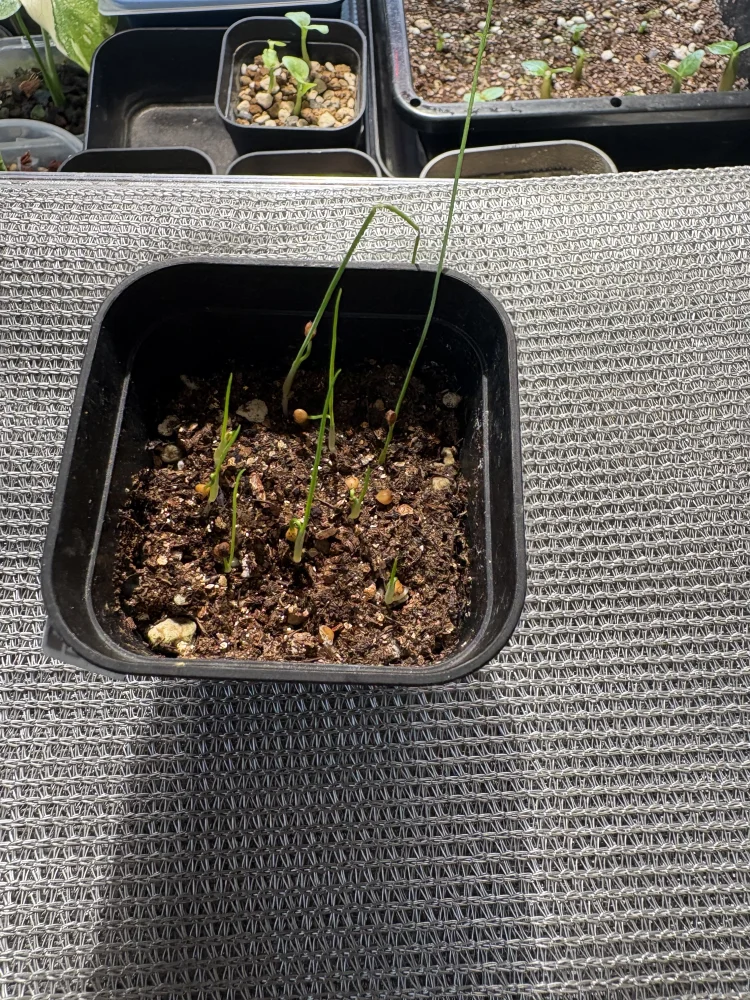 Dasylirion wheeleri (ダシリリオン ウィーレリ)