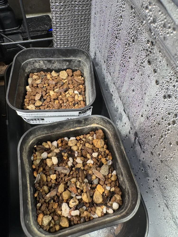 種子] パキポディウム アンボンゲンセ Pachypodium ambongense | 塊根