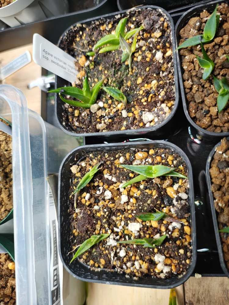 Agave victoriae-reginae (アガベ ビクトリアレジーナエ 笹の雪)