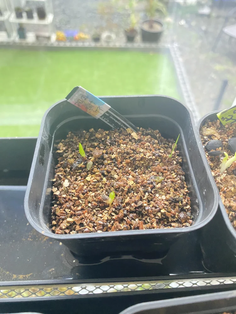 Aloe erinacea var. erinacea (アロエ エリナケア)