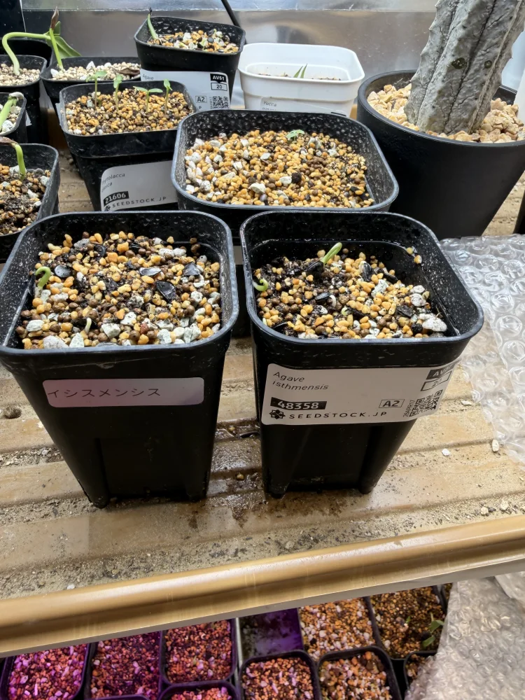 Agave isthmensis (アガベ イシスメンシス)