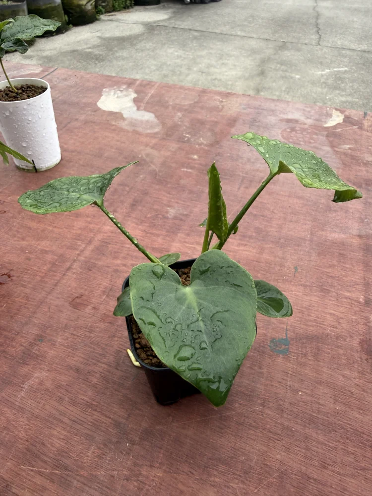 Aristolochia leuconeura (アリストロキア レウコネウラ)