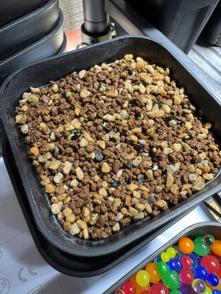 Agave megalodonta (アガベ メガロドンタ)