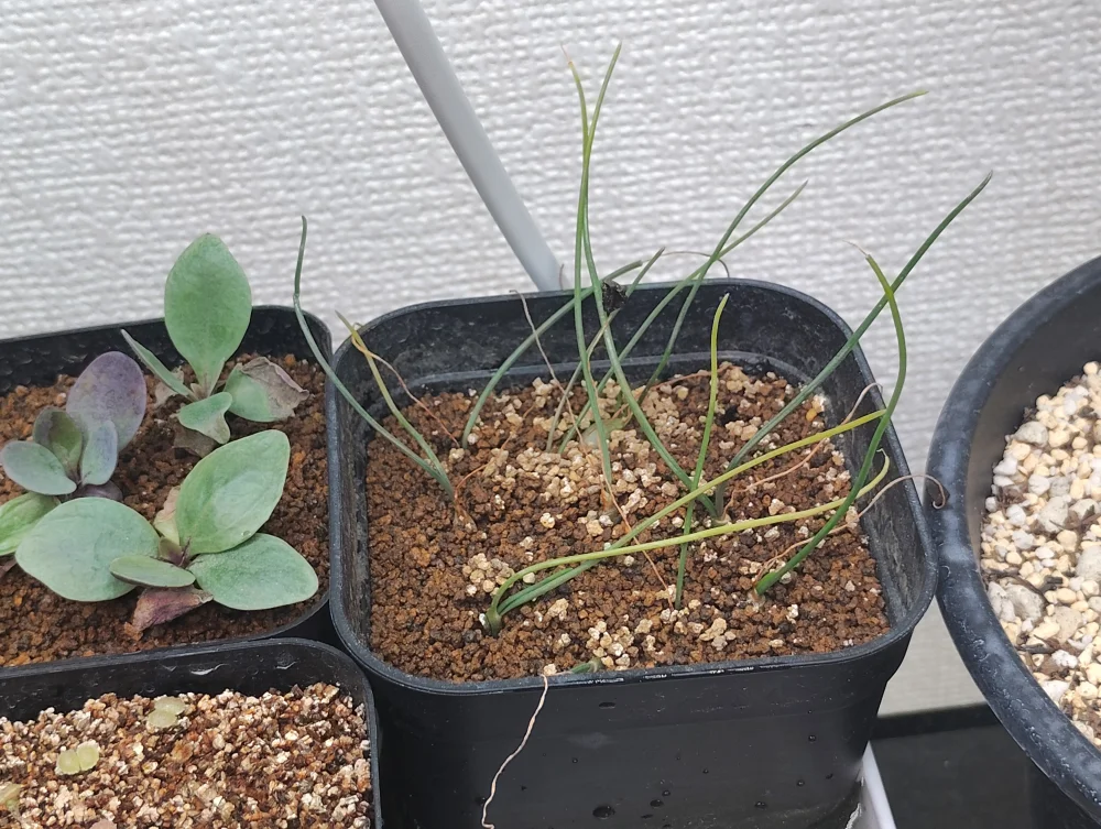 Albuca setosa (アルブカ セトーサ)