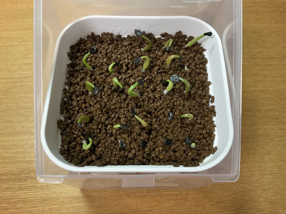播種から3日目から発芽