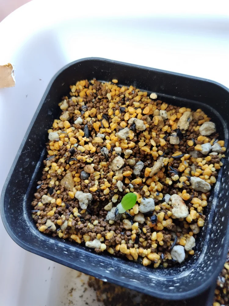 Aloe comosa (アロエ コモサ)