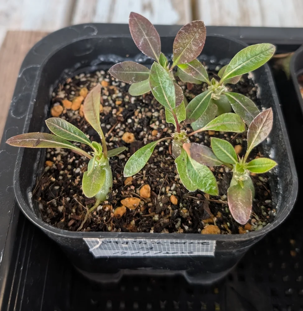 Pachypodium rosulatum ssp. makayense (パキポディウム マカイエンセ)
